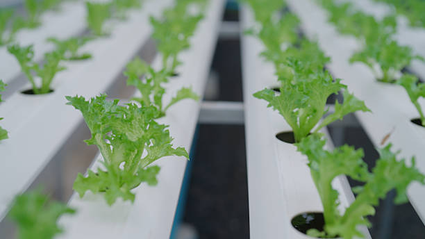 istock Farm of organic hydroponic vegetable growing 2217411504