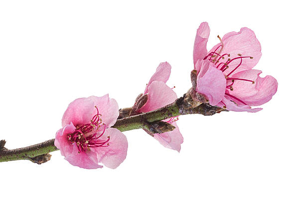 istock Prunus cerasoides flower, Wild Himalayan cherry plants, isolated on white background 2217411997