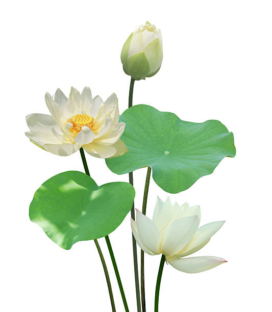 istock Botanical white lotus flower and leaf in nature background. 2217412075
