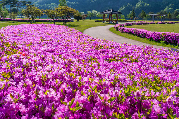 진달래, 진달래꽃, azalea flower, 참꽃