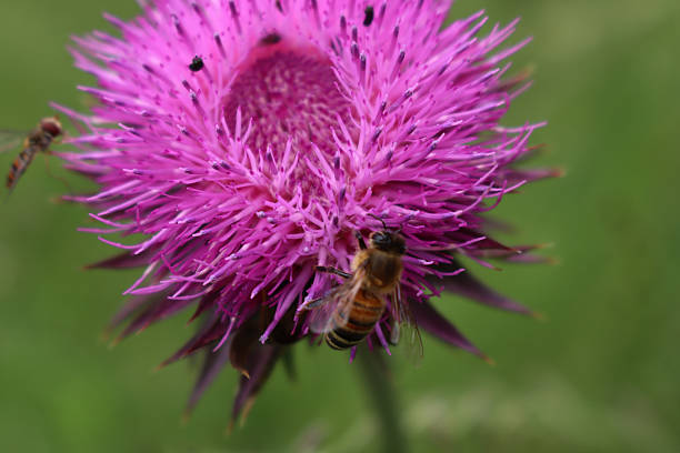 Honey bee on pink creeping thistle flowers on early summer. Apis mellifera on Cirsium arvense