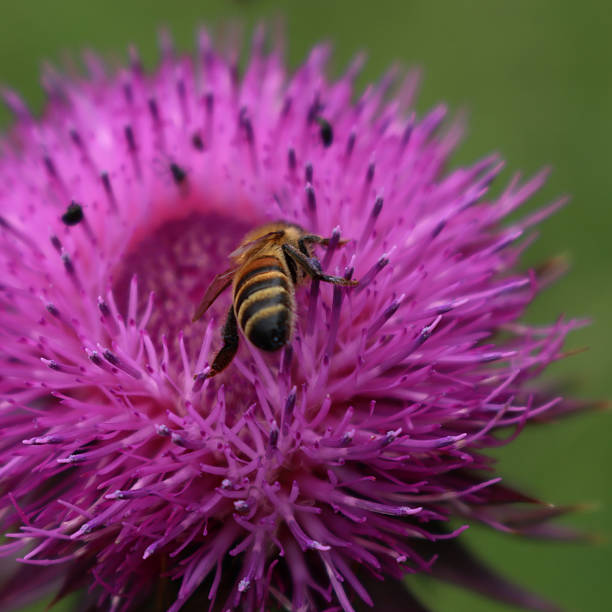 istock Honey bee on pink creeping thistle flowers 2217412752