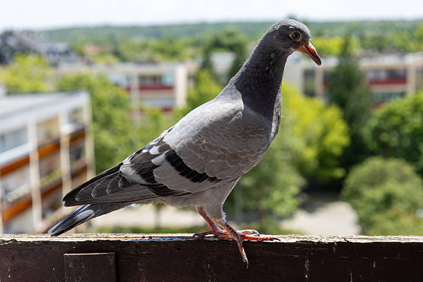 istock Pigeon standing on balcony railing in residential area 2217413944