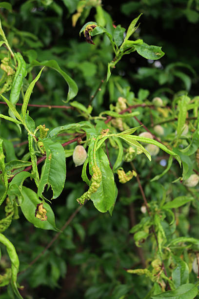 istock Disease on Peach leaves. Taphrina deformans fungus on peach tree 2217415433