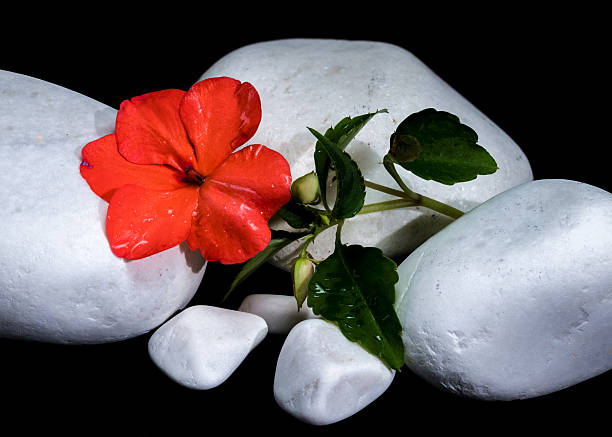 A close-up shot of a vibrant red Impatiens Walleriana flower resting on smooth white stones against a stark black background