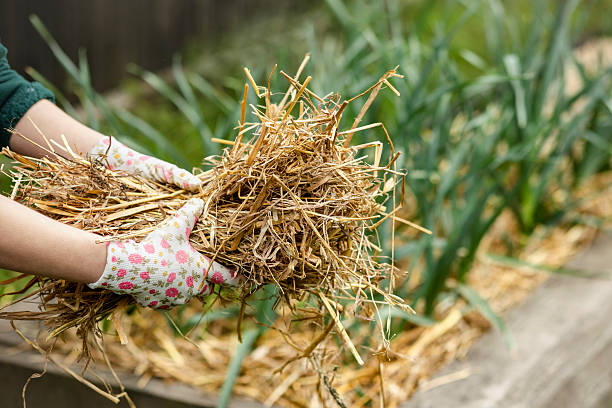 istock Mulch Straw for Vegetable Garden 2217418768