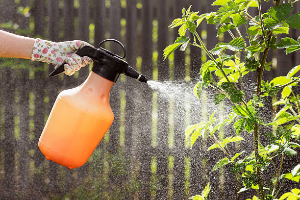 istock Get Rid of Aphids on Blackberry Bush 2217418784