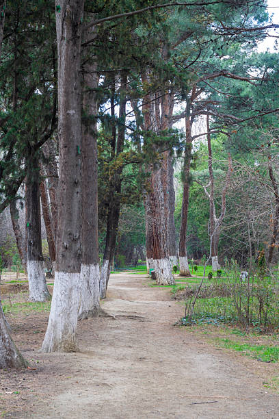 istock Dirt path in the park. Coniferous trees with white painted trunks above the ground. Spring grass and bushes in the background. Blue sky 2217419013