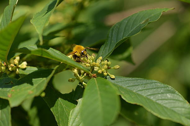 istock Zanthoxylum coreanum leaves fruits and medicinal Korean tree 2217419300