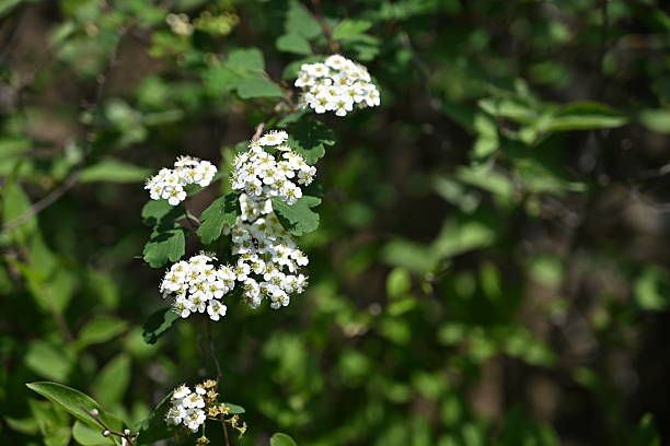 istock Delicate white blossoms of Spiraea trilobata dance on slender stems, their tiny clustered flowers glowing like spring snow in golden sunlight. 2217419329