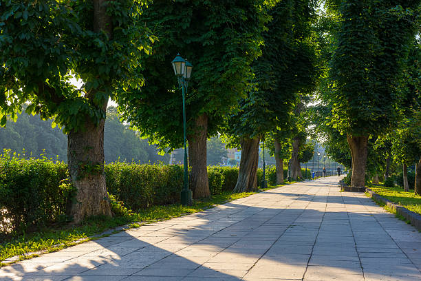 istock chestnut trees in morning light in summer 2217421941