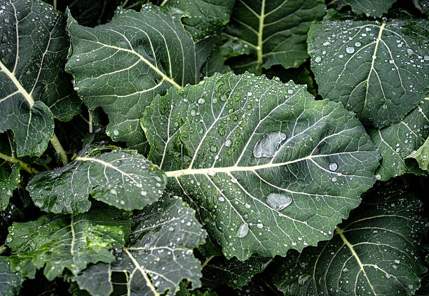 cabbage head in water drops after rain close-up. harvesting in autumn.