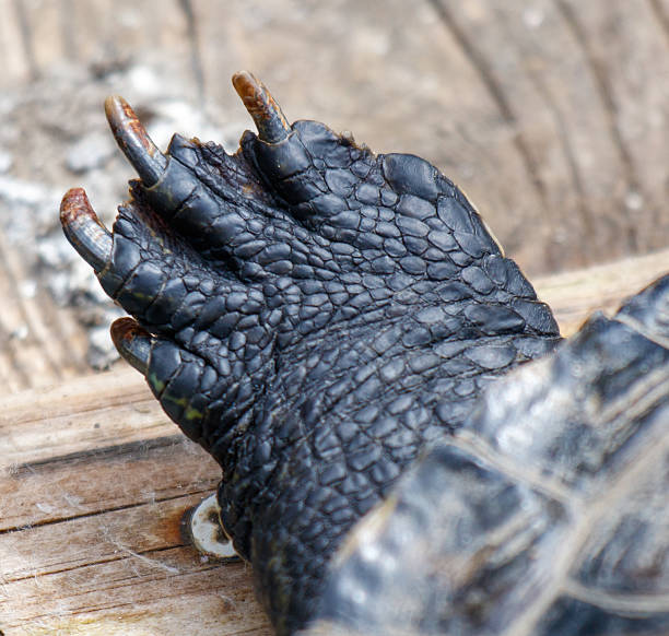 A turtle's foot with claws is shown on a wooden surface. The claws are black and appear to be worn down. Concept of weariness and exhaustion, as if the turtle has been walking for a long time