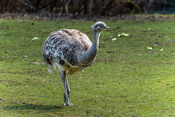 istock Darwin's rhea, Rhea pennata also known as the lesser rhea. 2217426416