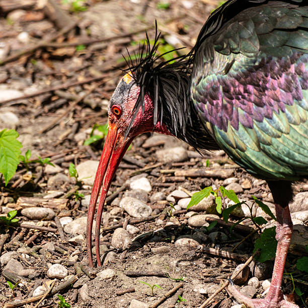 istock Northern Bald ibis, Geronticus eremita in a German park 2217426451