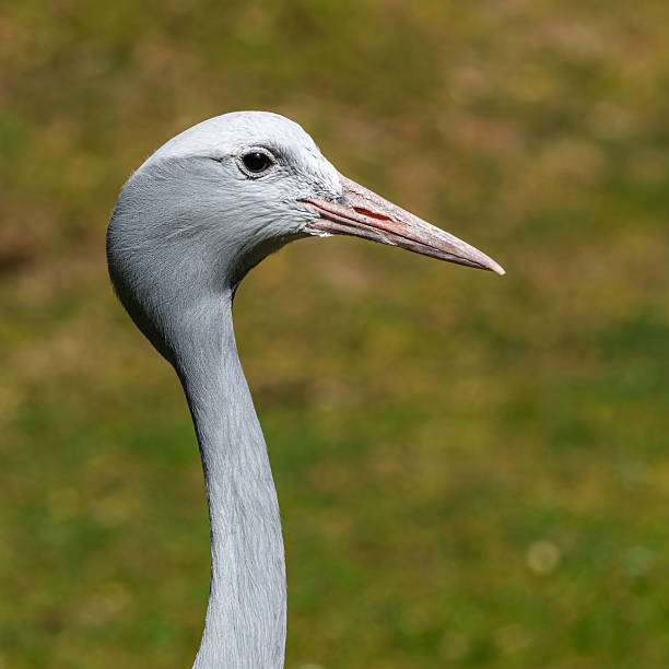 profile view of a single grey crowned crane bird. Standing in a multicolor background. Latin name; Balearica regulorum