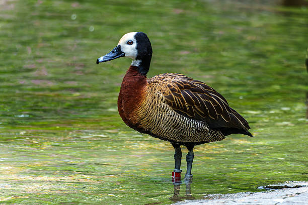 istock White-faced whistling duck, Dendrocygna viduata. Birds watching 2217426535