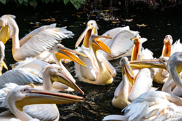 istock Great White Pelican, Pelecanus onocrotalus in a park 2217426692