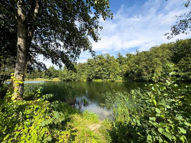 istock A serene lake surrounded by trees and grass 2217426886