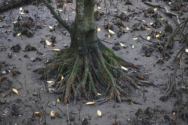 Mangrove Tree roots emerging from the ground in a textured, earthy setting.