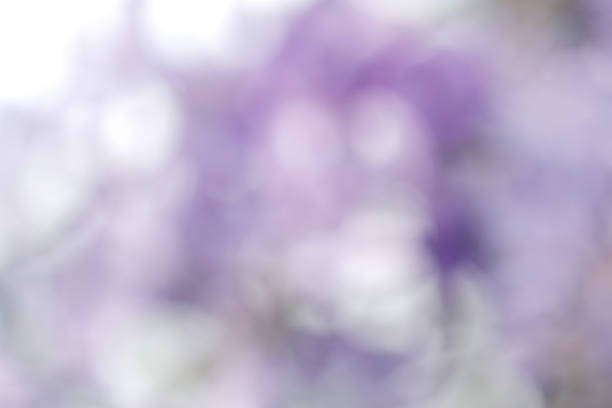 Abstract blur light gradient purple soft pastel color wallpaper background.