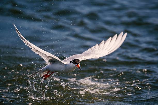 A tern with wings spread wide skimming over water with sparkling droplets in sunlight