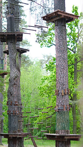 istock Empty children's rope park nestled in tranquil pine forest. 2217429409