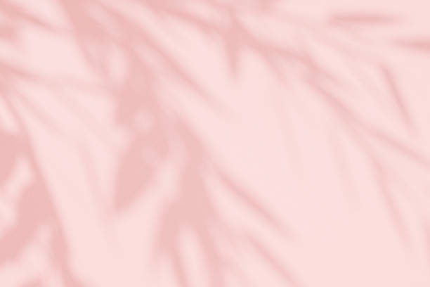 istock Abstract pink studio background for product presentation. An empty room with shadows from tree leaves. 3D background with space for copying. The concept of summer and spring. 2217429672
