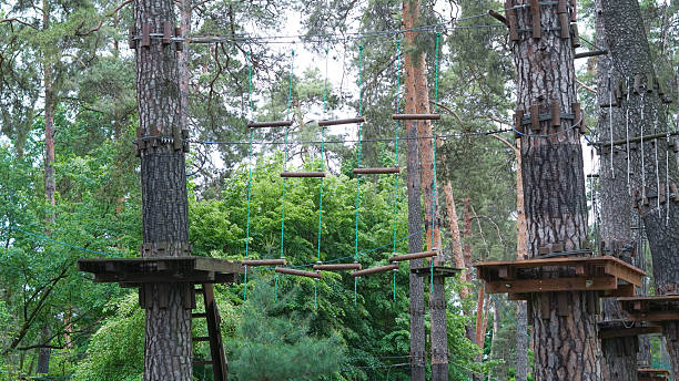 istock Empty children's rope park nestled in tranquil pine forest. 2217430066