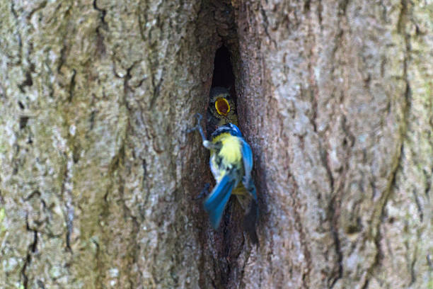 istock Eurasian blue tit feeding the chicks 2217430090