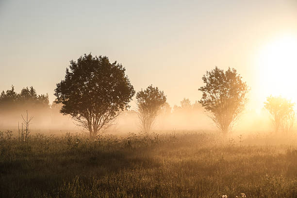 istock Misty summer landscape at dawn 2217436103