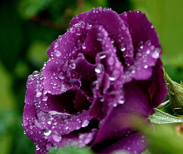 Beautiful pink rose flower macro. a beauty of the nature in an exotic view
