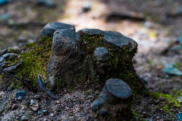 istock Weathered Small Tree Stump with Moss and Earthy Textures in a Natural Forest Setting 2217440235