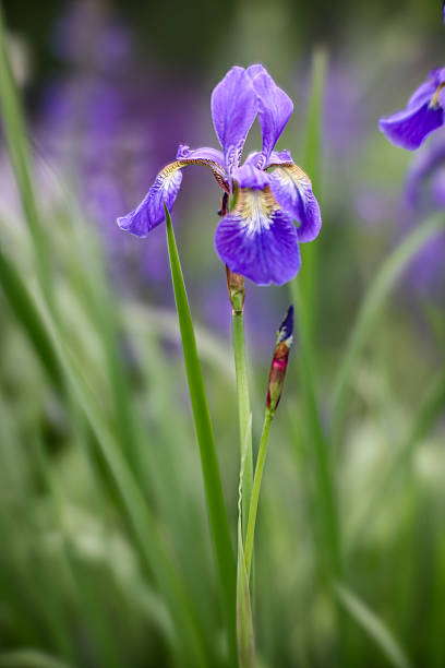 istock Close-up of a purple iris flower in full bloom. 2217441102