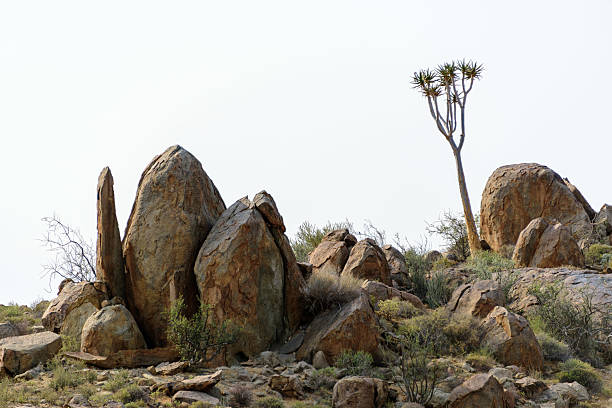 Granite outcrop with quiver tree (Kokerboom) in the Richtersveld - Ai Ais Transfrontier Park