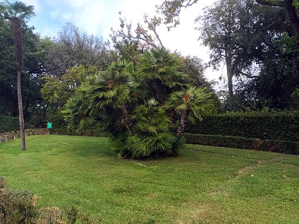 Dwarf fan palm cluster on green lawn