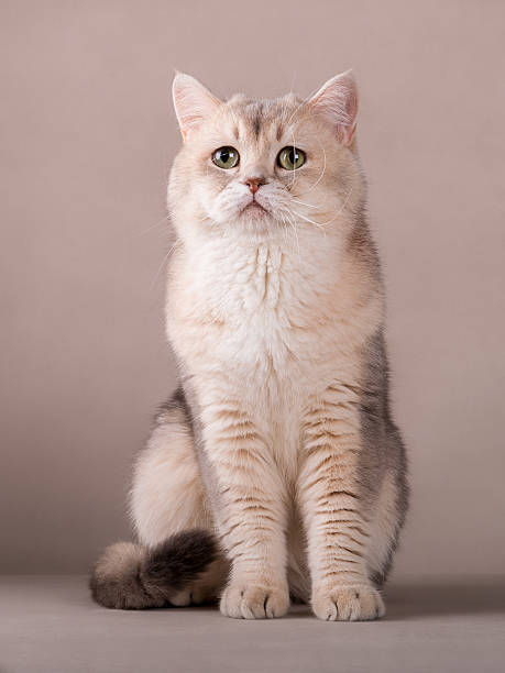 istock Gorgeous chinchilla british shorthair cat on isolated background 2217442385