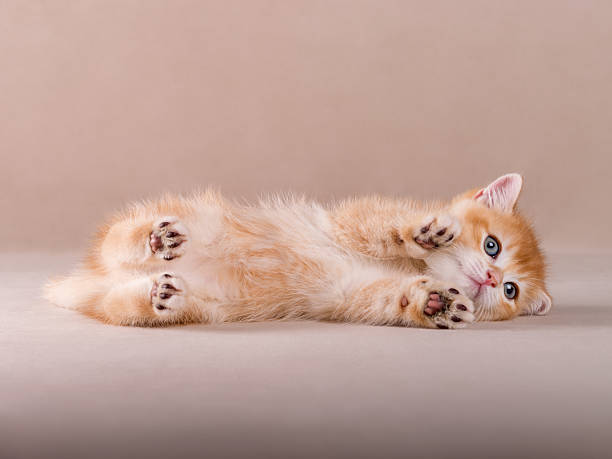 istock Golden chinchilla kitten on isolateted background looking straight 2217442422