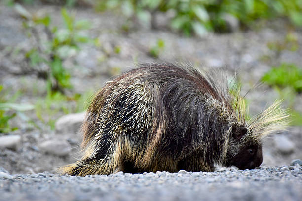 canadian porcupine