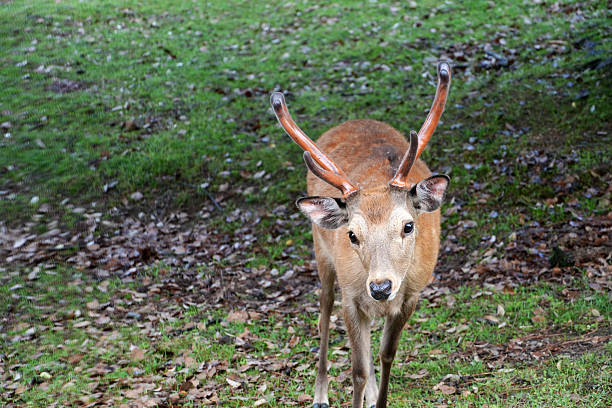 istock A handsome deer with budding antlers gazes intently at the camera in a forest setting in Nara 2217443824