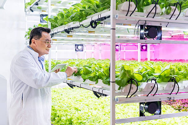 istock Scientist in lab coat inspects leafy greens in a modern indoor hydroponic farm using tablet technology, highlighting smart agriculture, vertical farming, and sustainable food production innovation. 2217443909