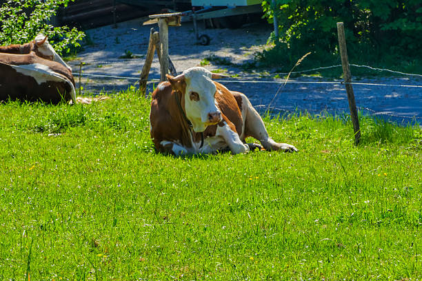 Peacefully grazing cow in hilly farm in summer