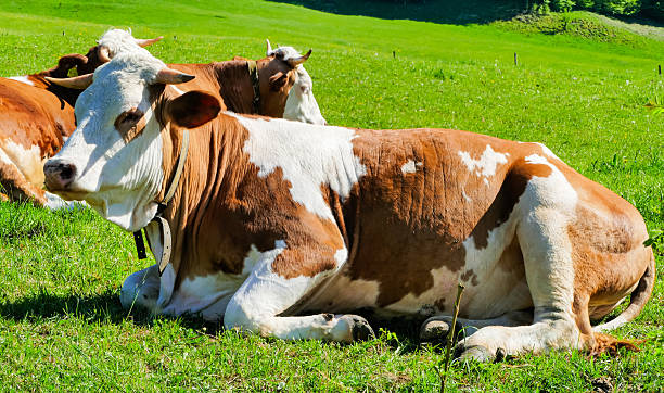 istock Cow laying on green Meadow in Sunlight 2217444332