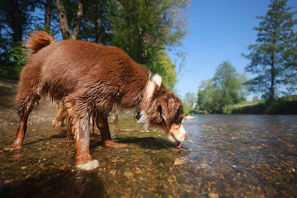 A brown dog is drinking water from a river. The dog is wet and has a collar around its neck. .