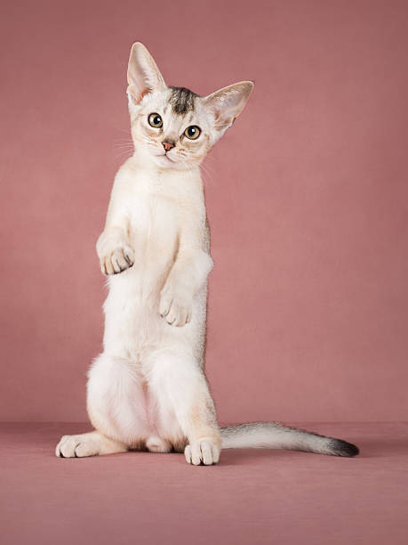 Cute adorable abyssinian kitten looking straight on pink isolated background