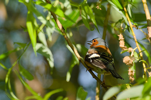 istock male chaffinch 2217447057