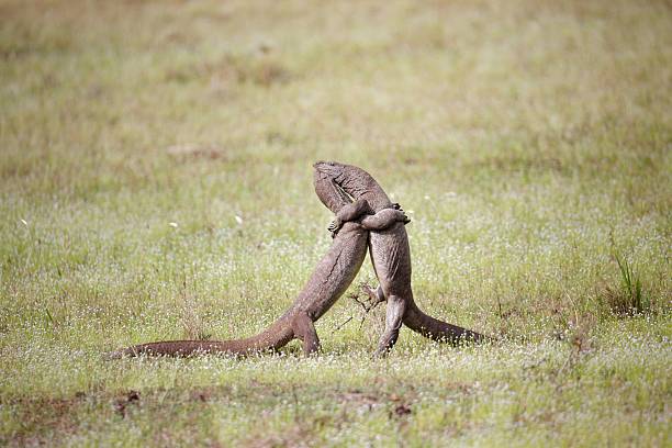 Agama in a winged dragon harness against the backdrop of its owner's legs.
