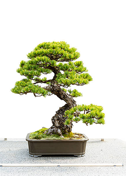 istock Bonsai tree showing lush green leaves and trunk on white background 2217450497