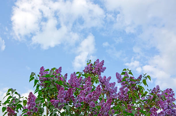 Branch of lilac branches. Lilac flowers isolated .