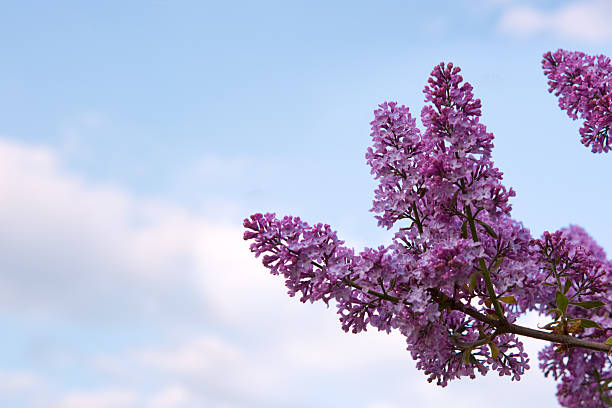 Branch of lilac branches. Lilac flowers isolated .